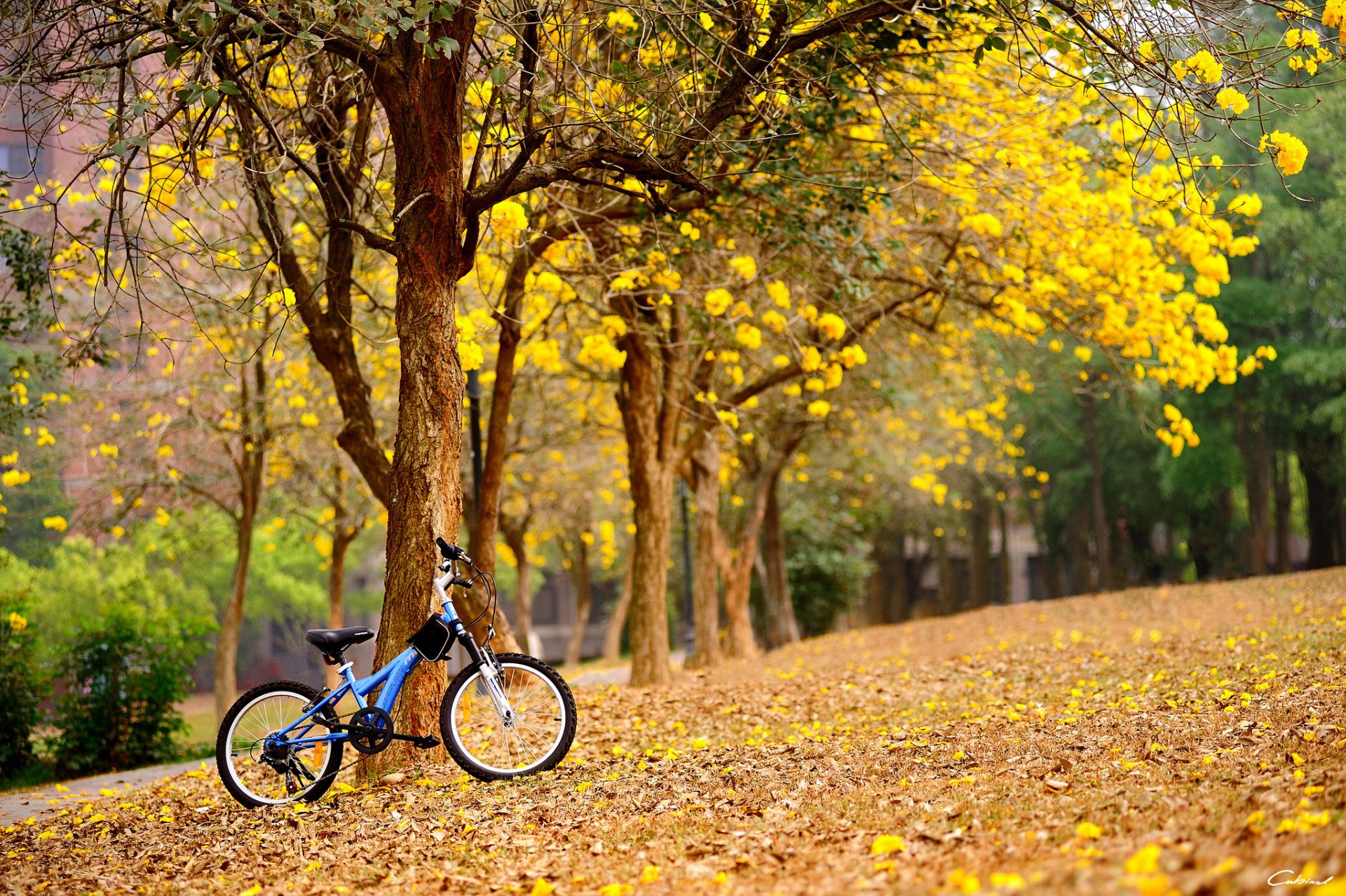 велосипед на цветочной поляне бесплатно
