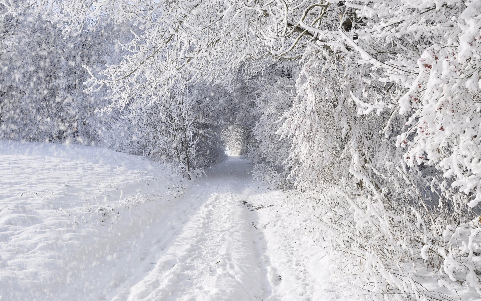 зима снег деревья дорога заснежено лес