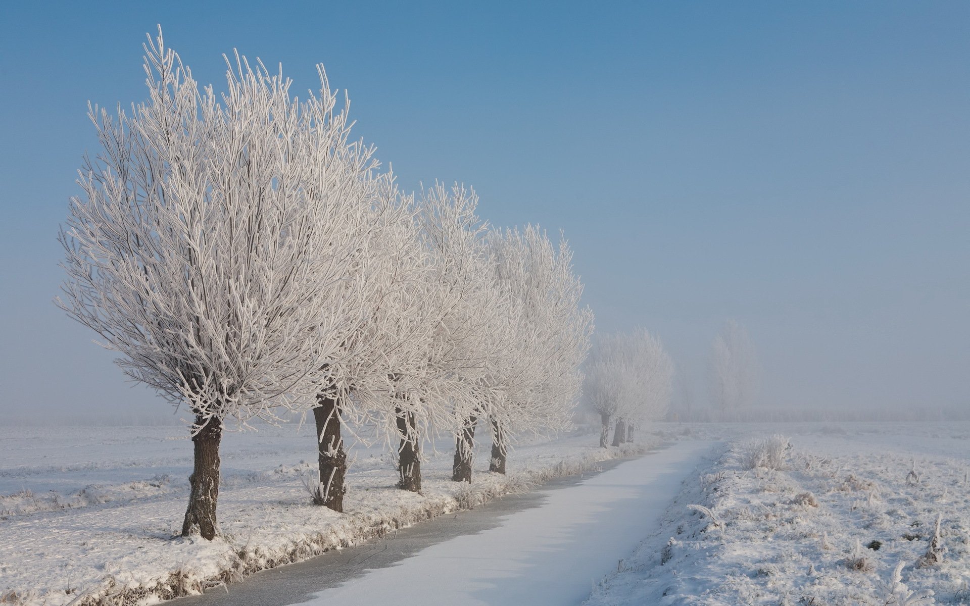снег зима деревья иней snow winter trees frost бесплатно