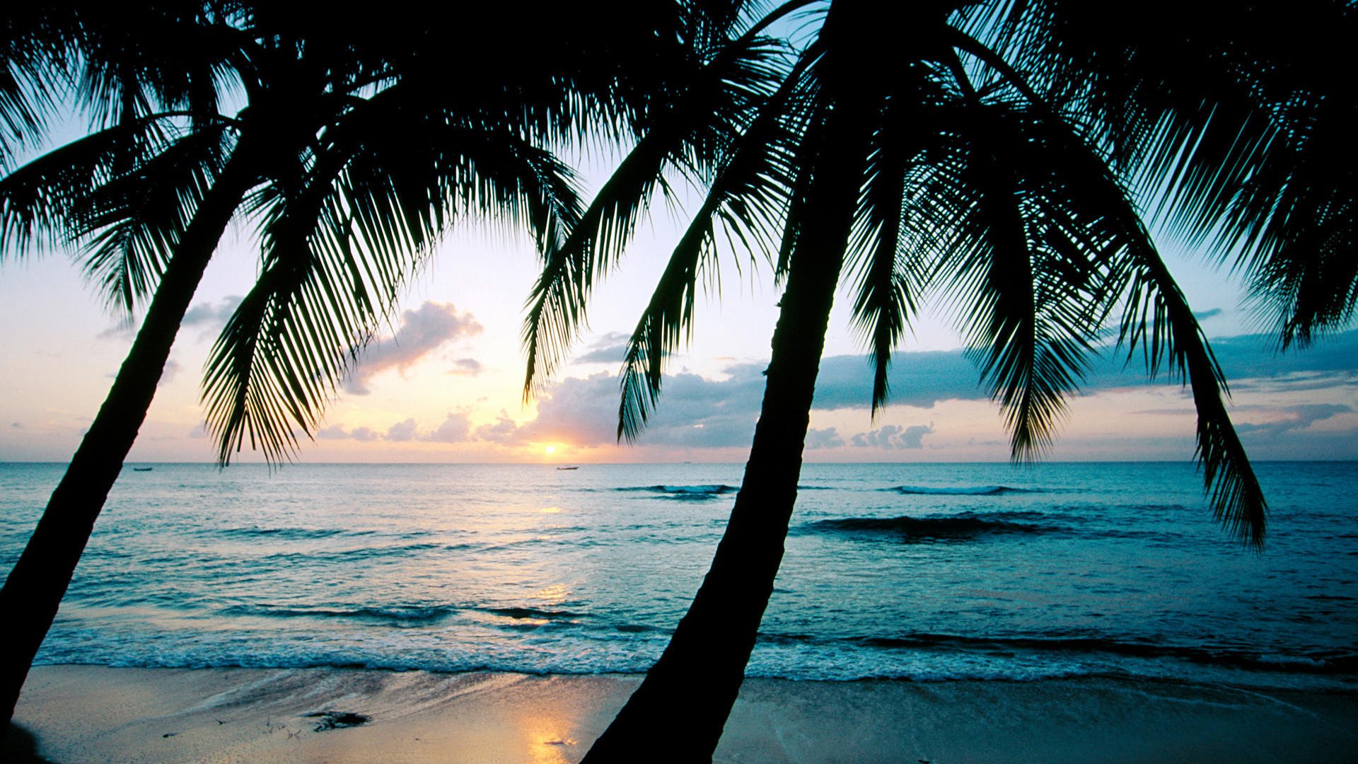 Обои с тегом:закат, океан, пальмы, карибы, остров барбадос, царь \ 'ы ...