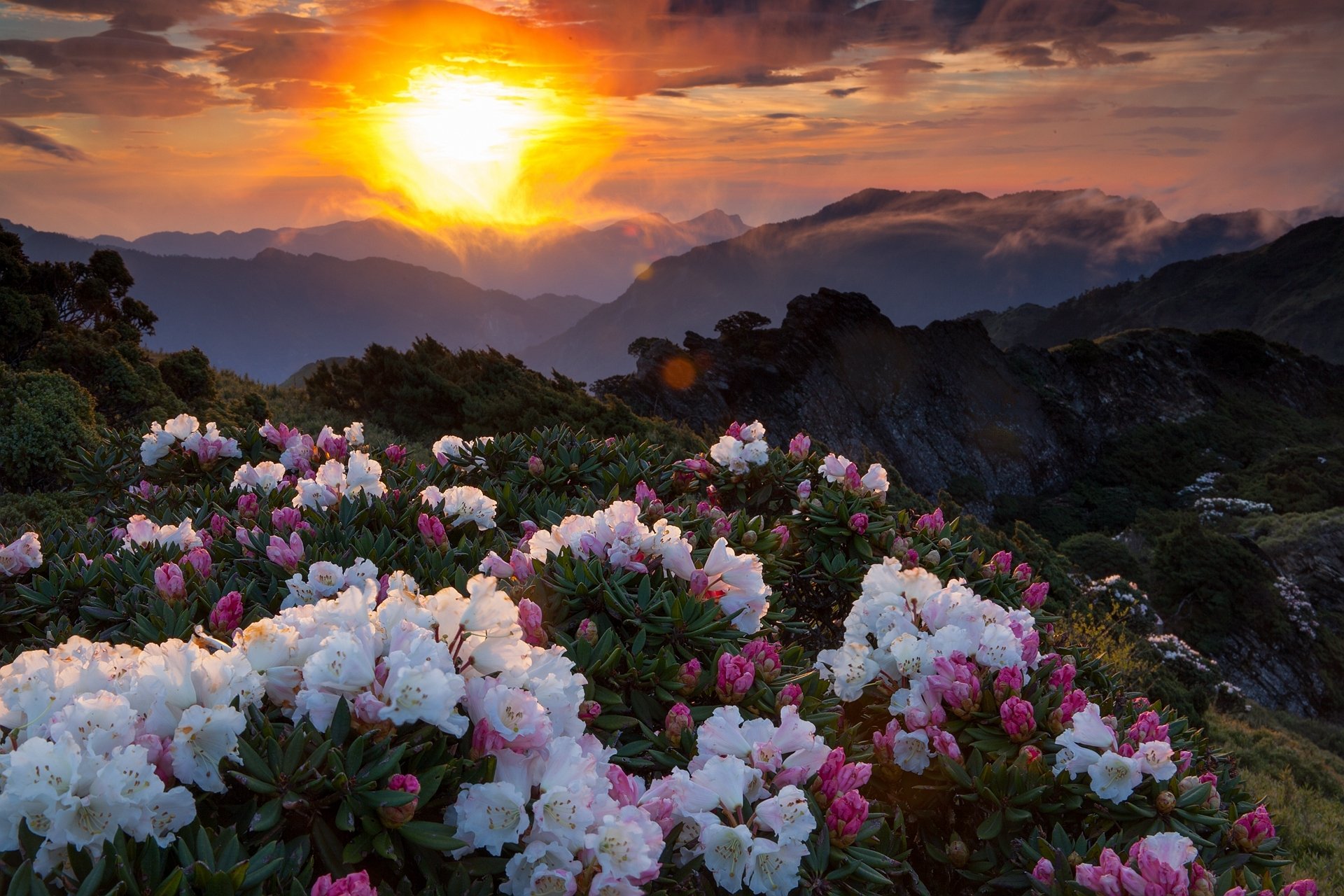Очень красиво цветет. Рододендрон в горах Монти-Сибиллини. Пейзаж цветы. Красивые пейзажи с цветами. Прекрасные цветы.