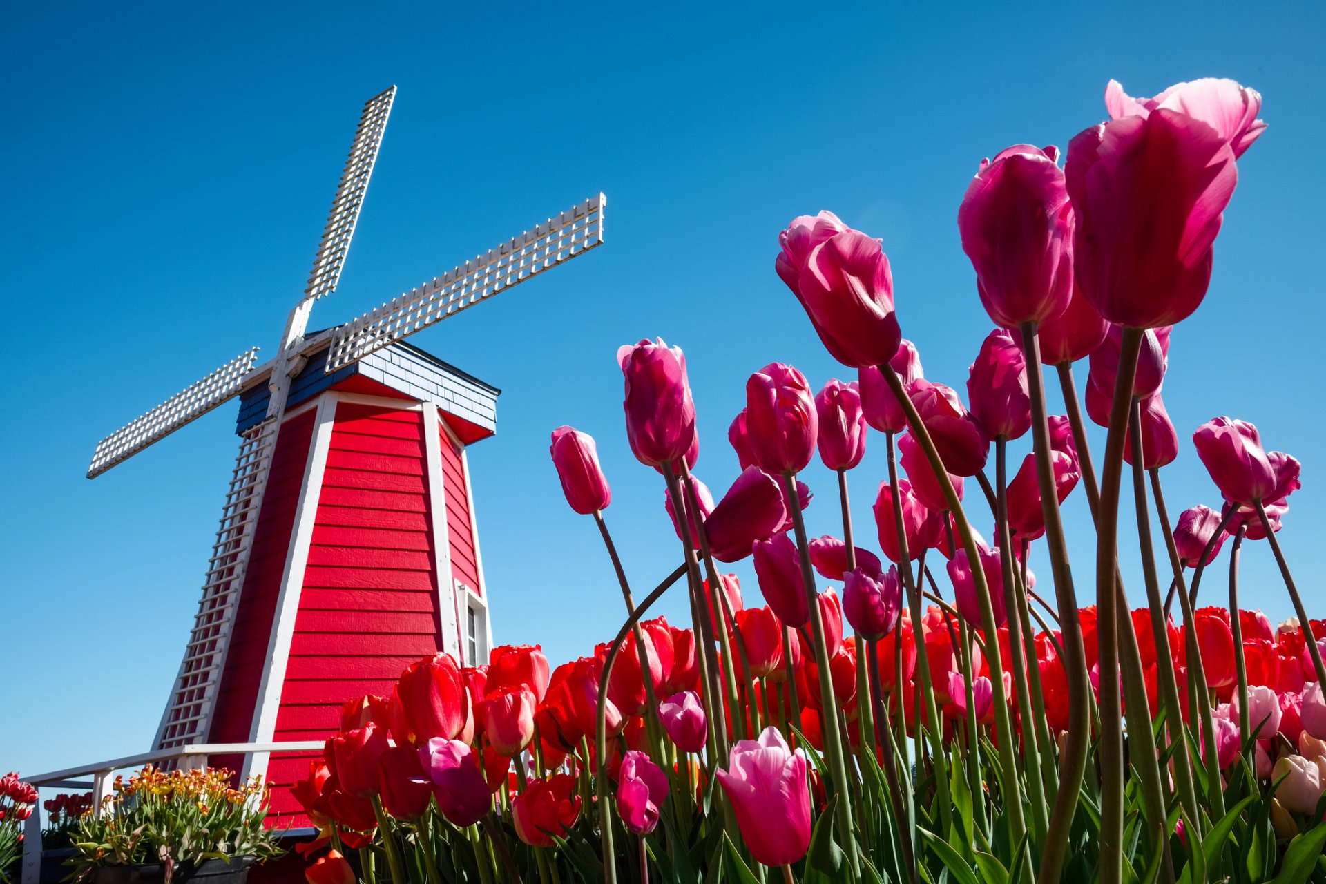 нидерланды небо цветы тюльпаны ветряная мельница