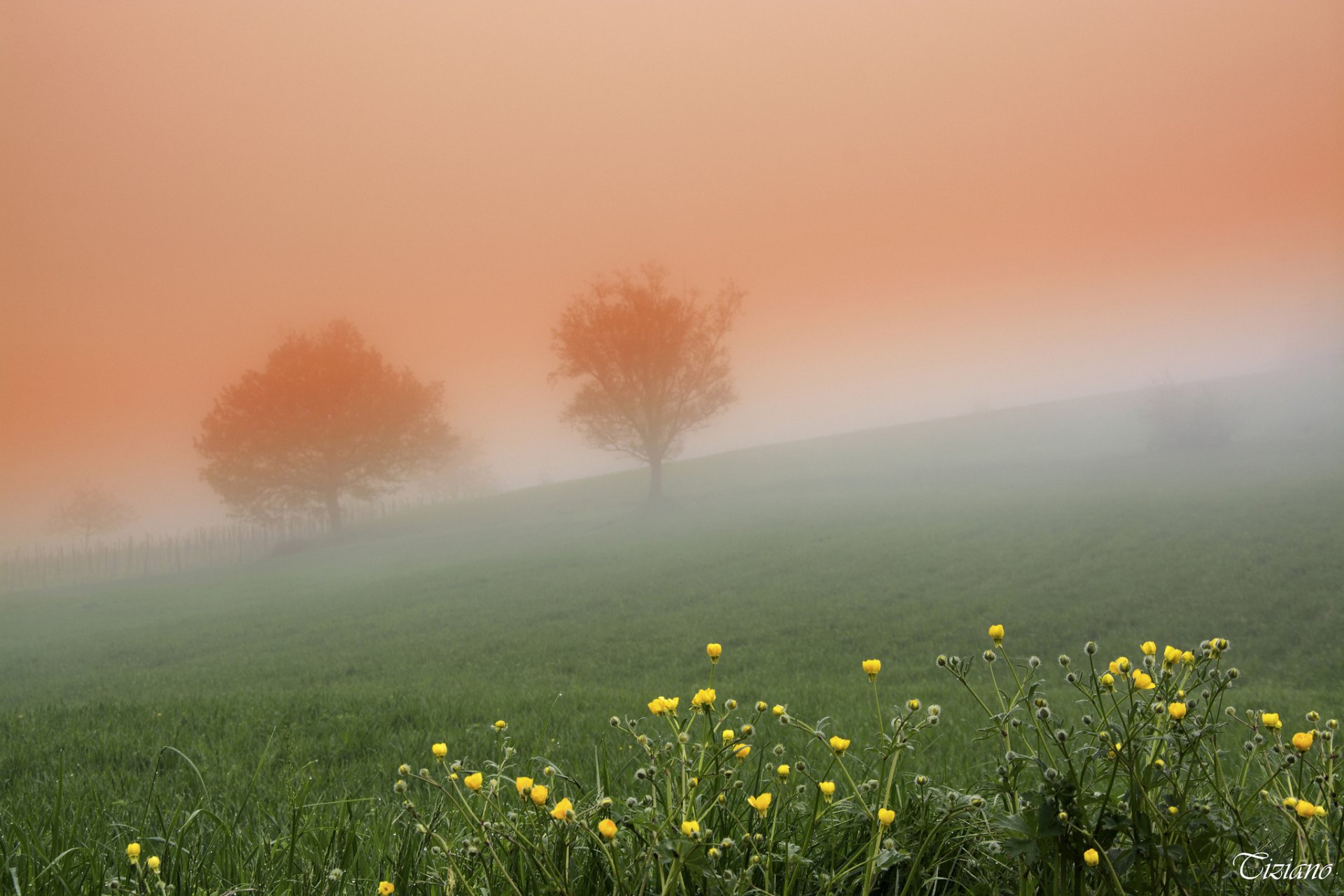 туман для цветов