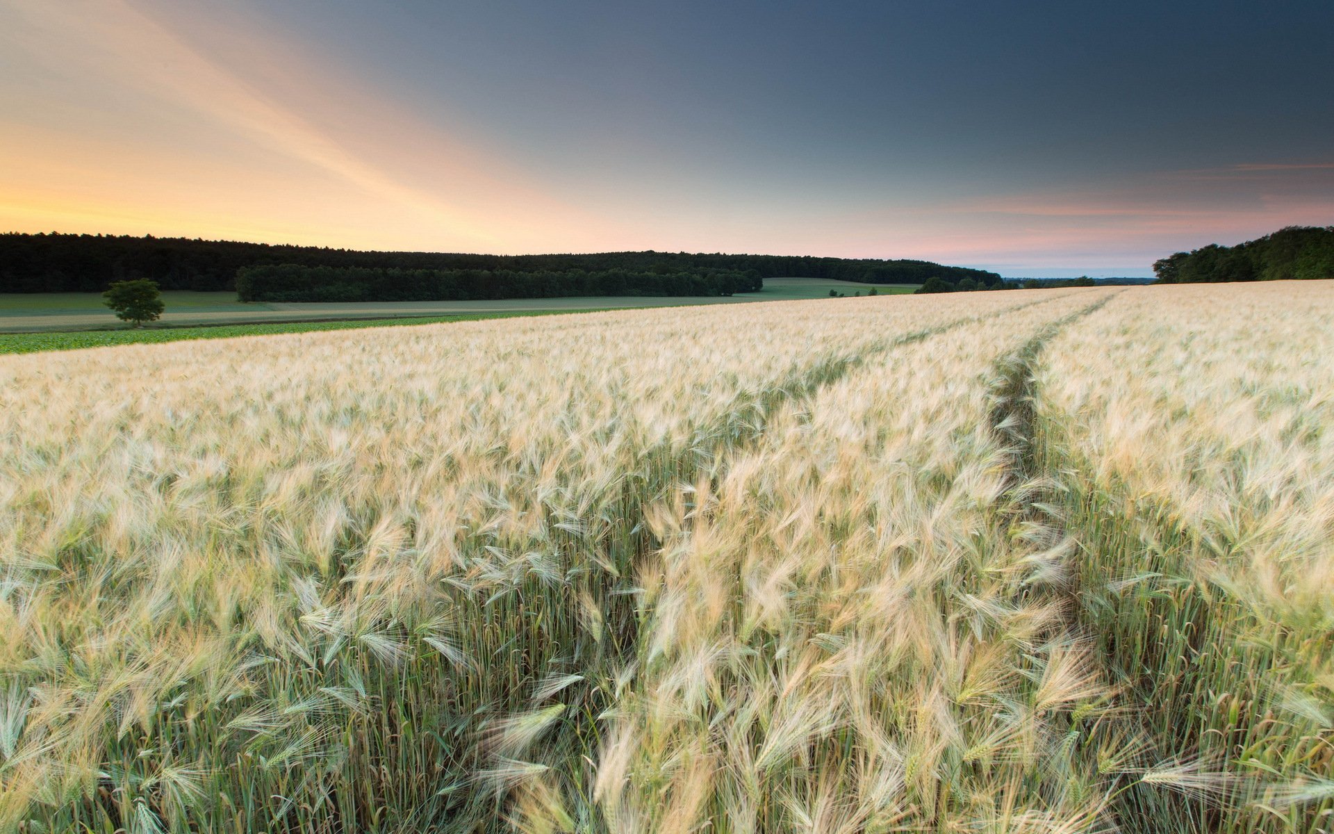 Пона в поле. Поле пшеницы. В поле. Красивое поле пшеницы. Пейзаж с пшеницей.