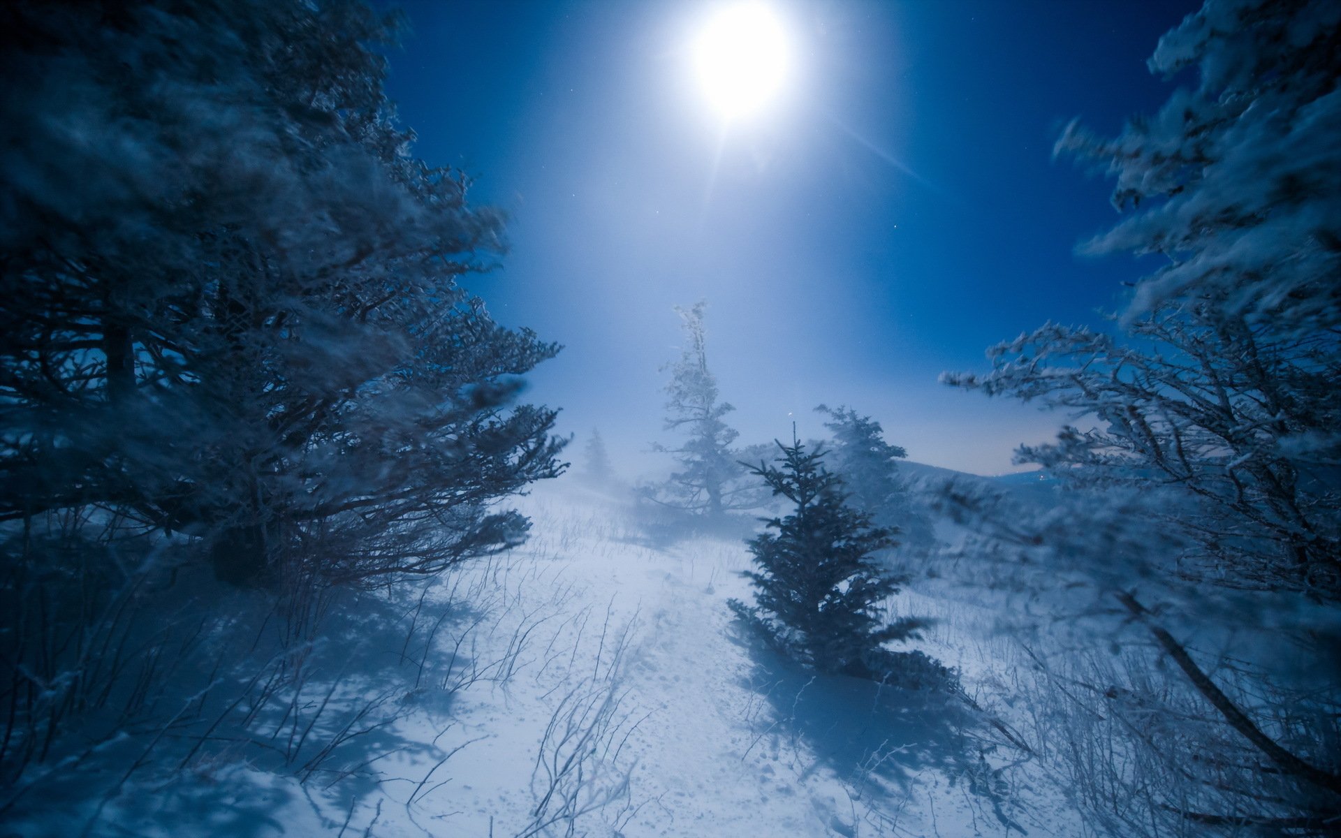 Снег лес луна ночь без смс