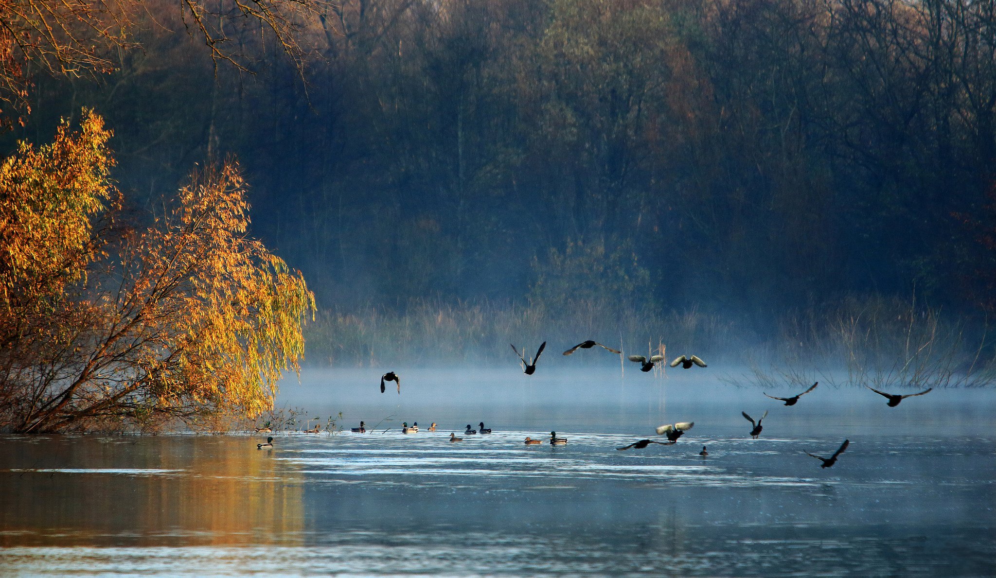 Птицы Озер Фото