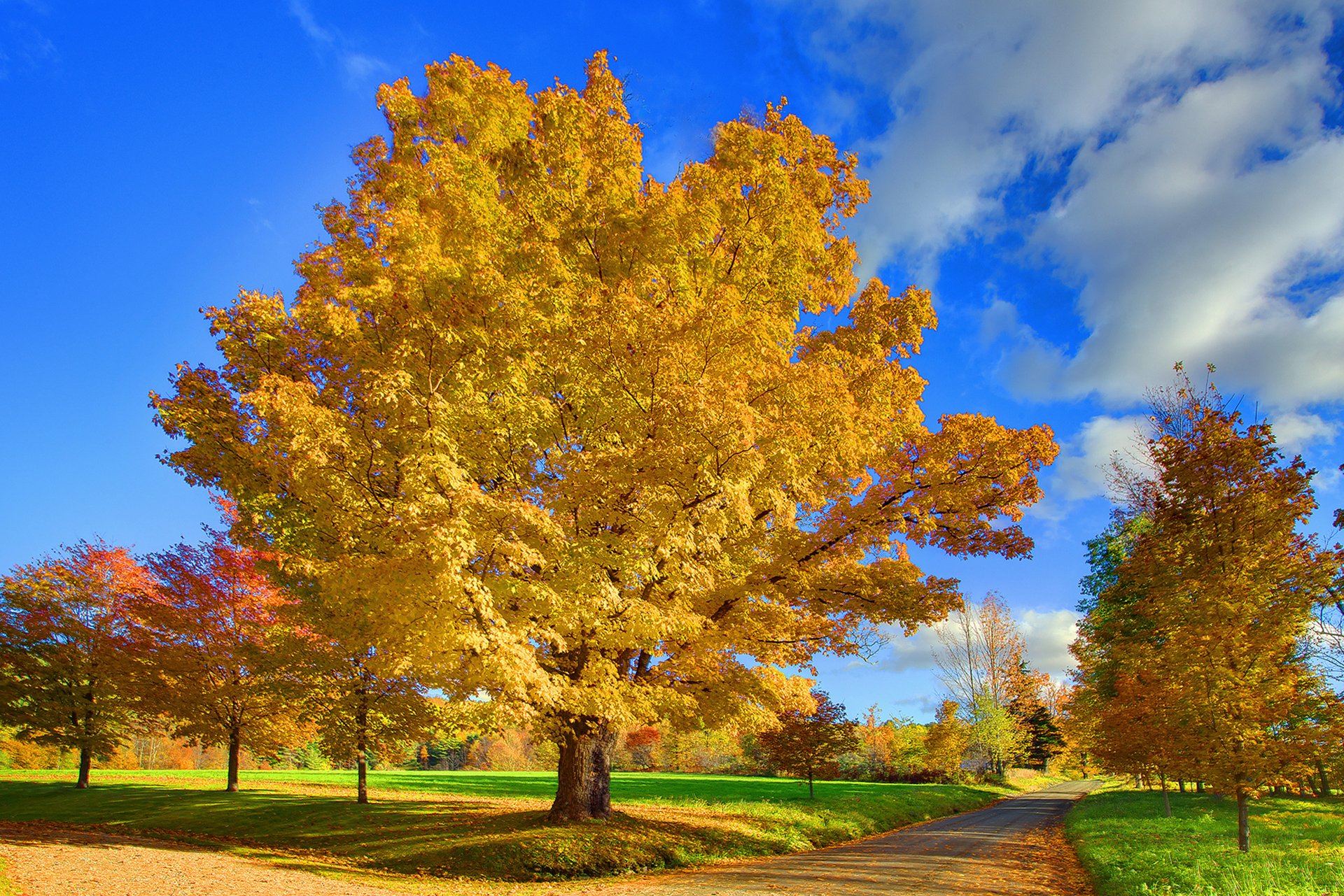 Осень дерево дуб поле бесплатно