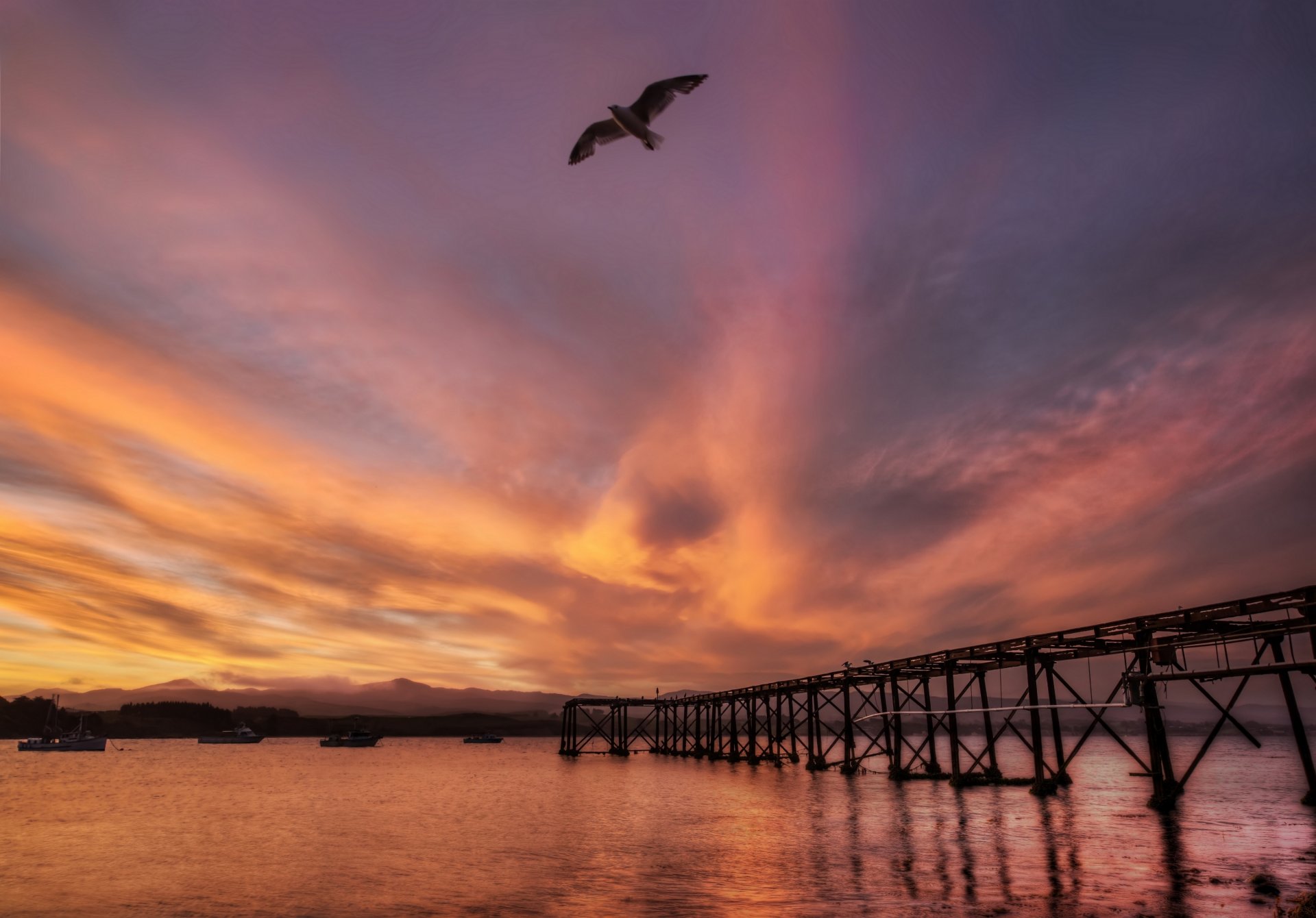 новая зеландия море гавань мост закат птица чайка