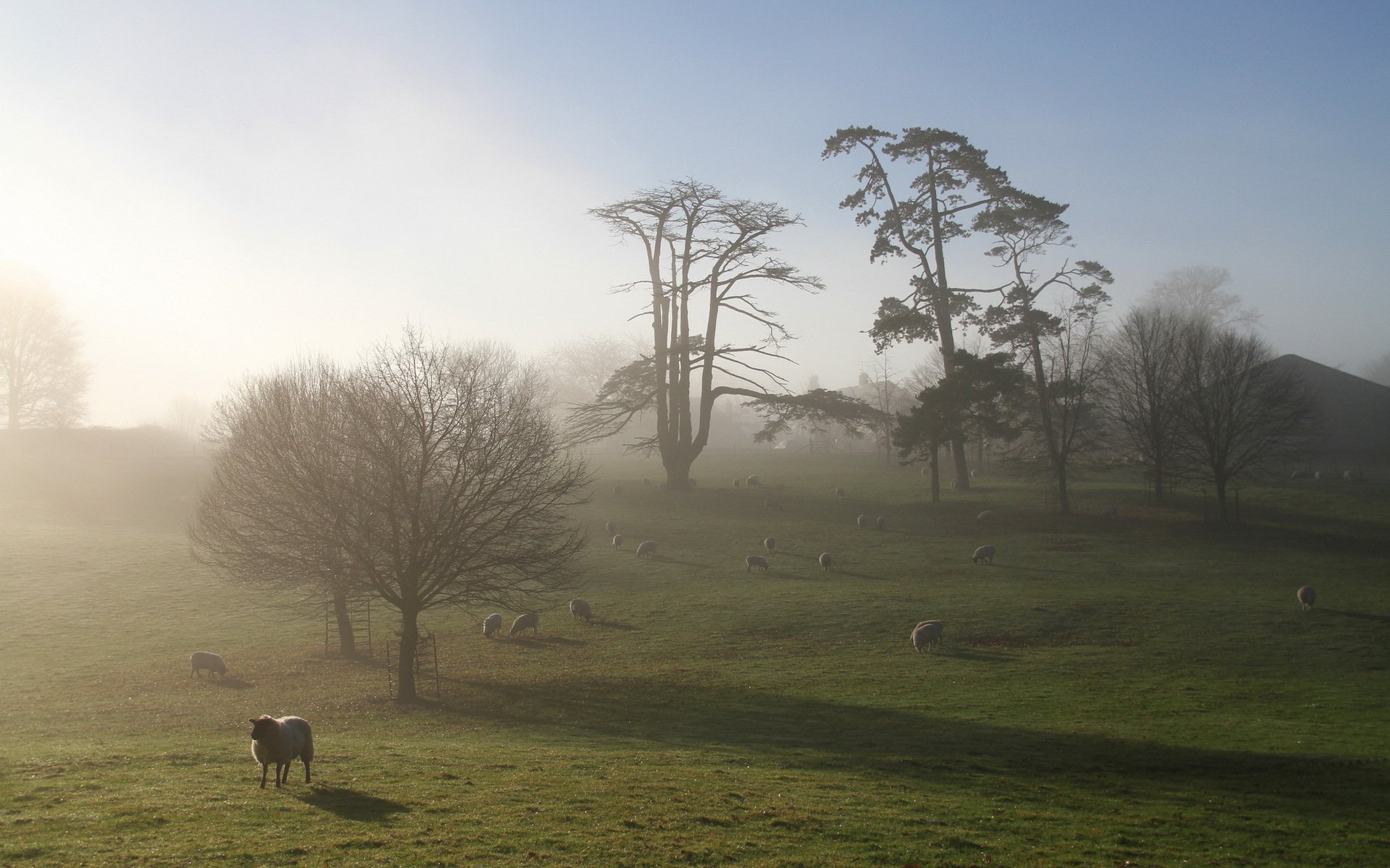 поле овцы утро туман