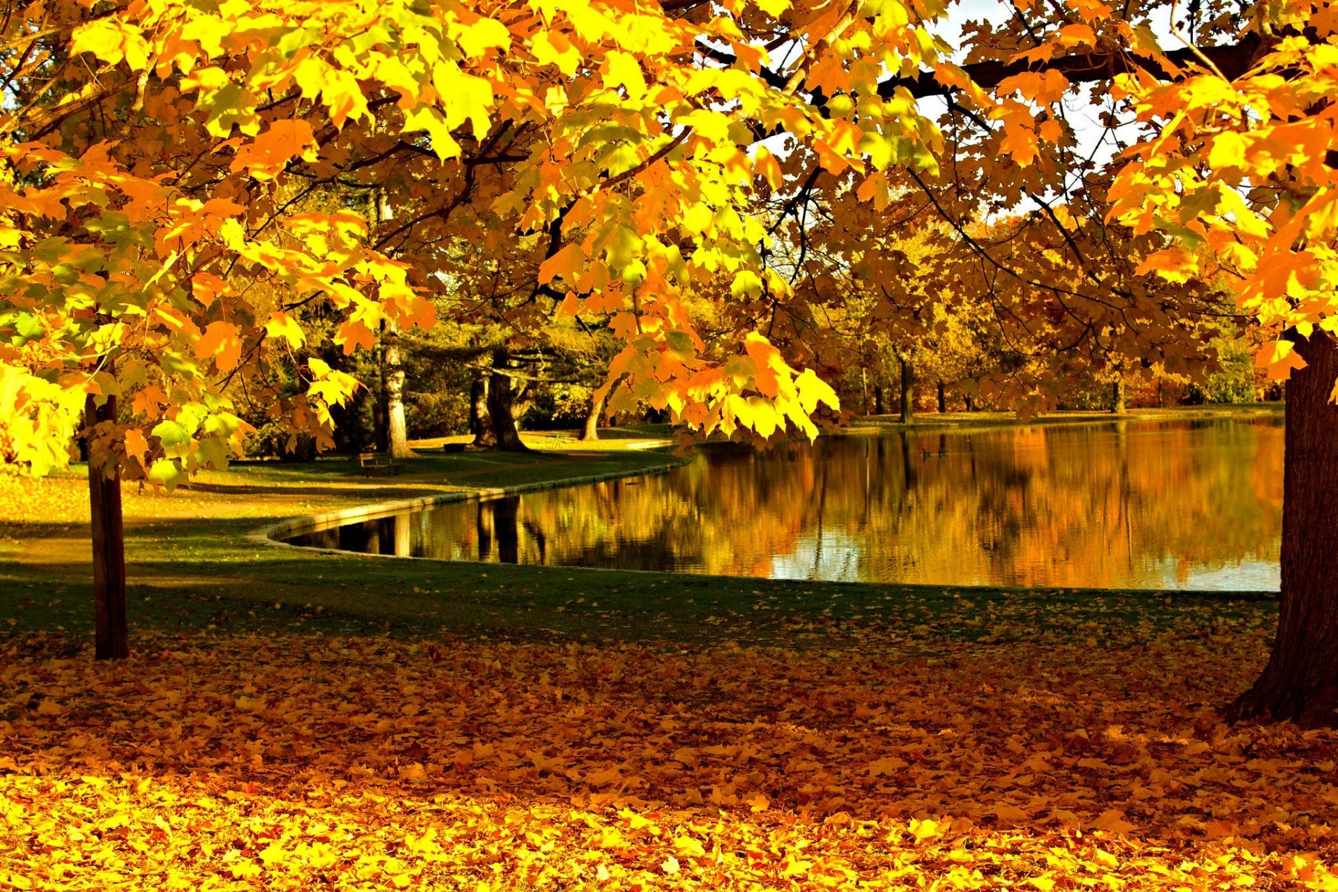 Осенние листья парк