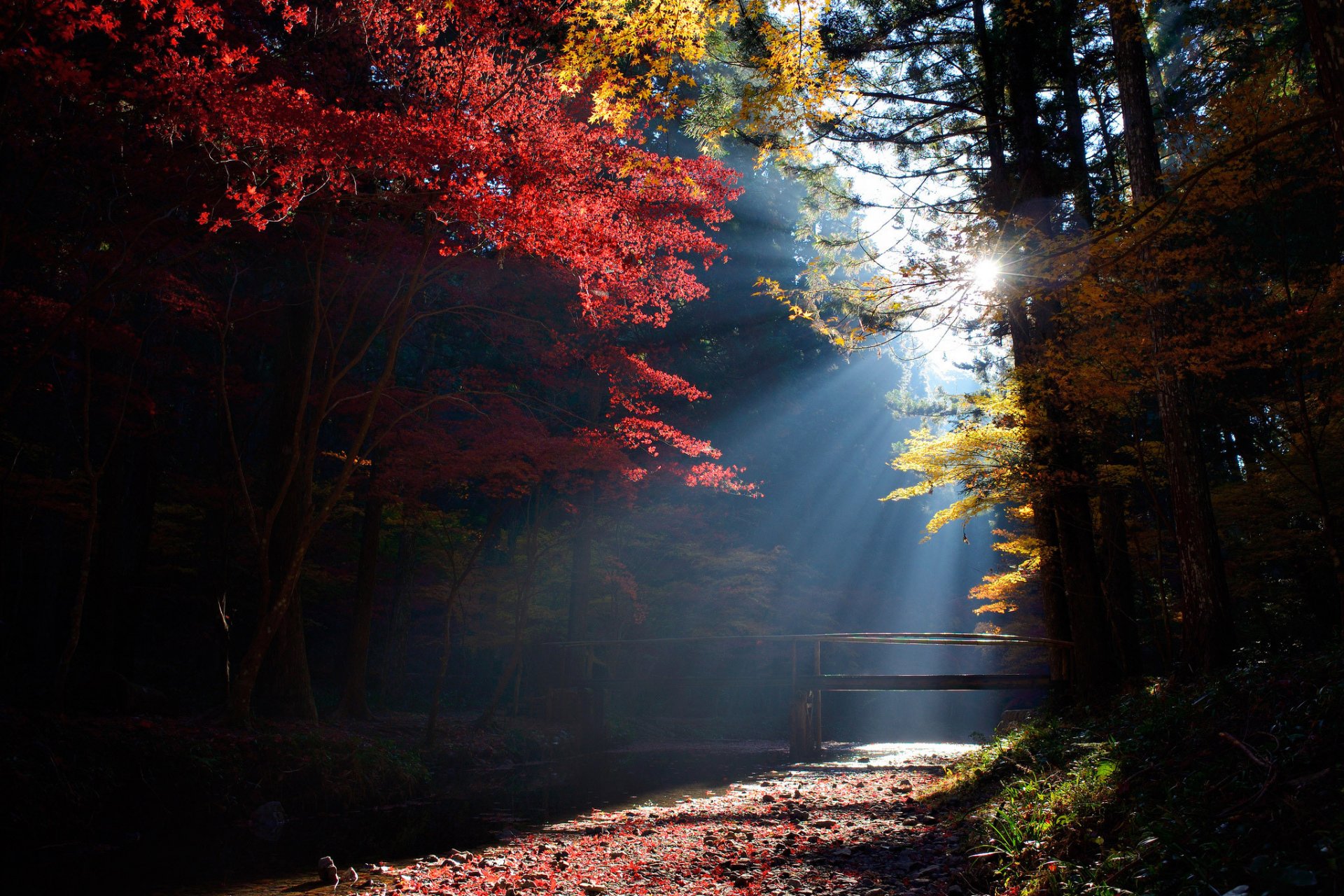 лес деревья мостик ручей солнце свет лучи