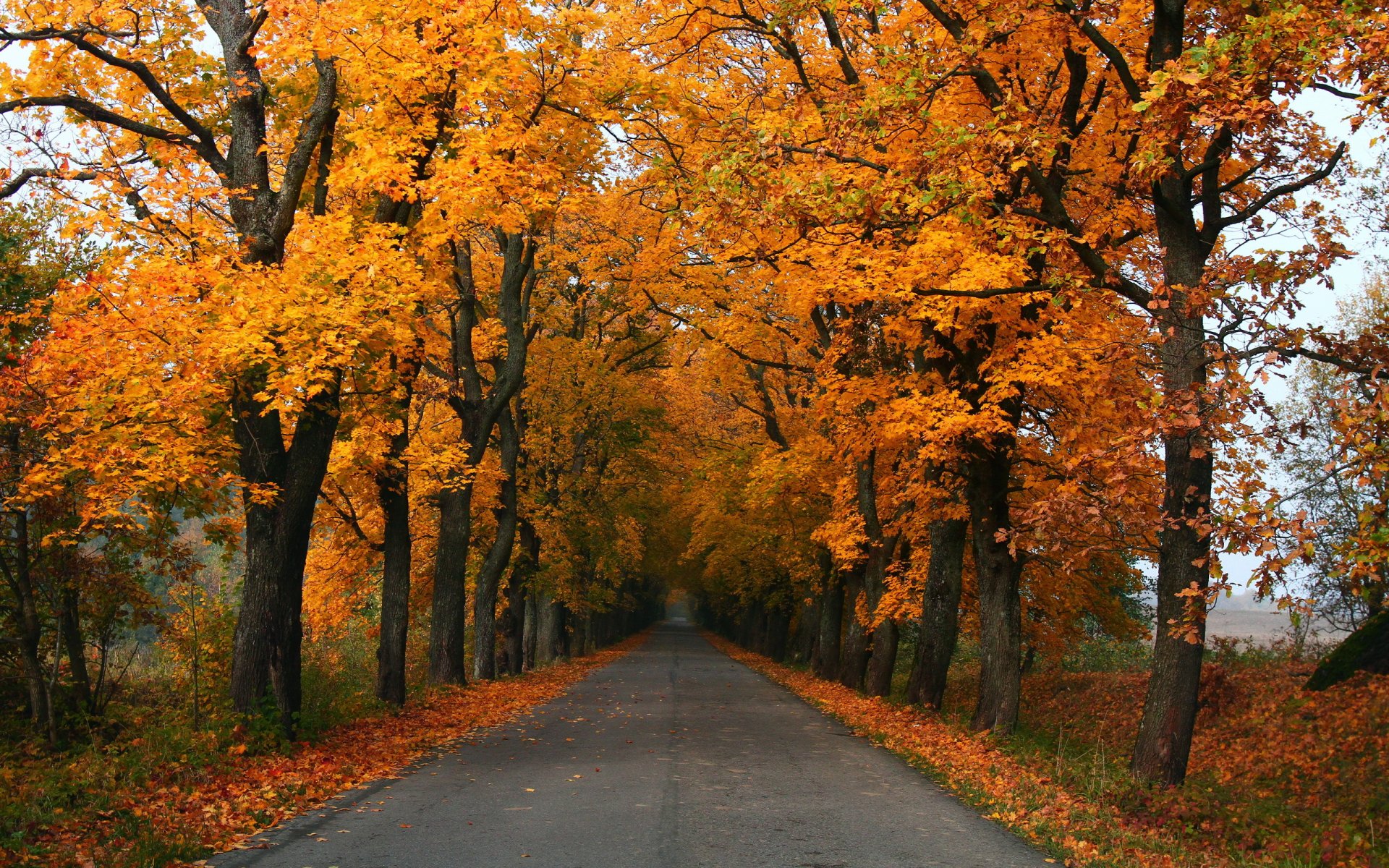 дорога осень пейзаж